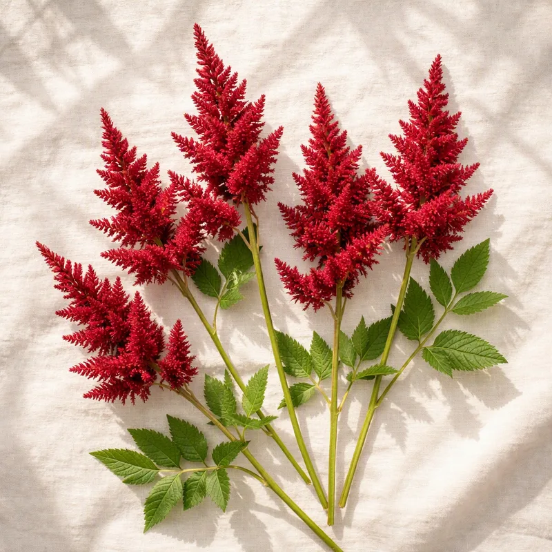 Astilbe - röd - bild 4