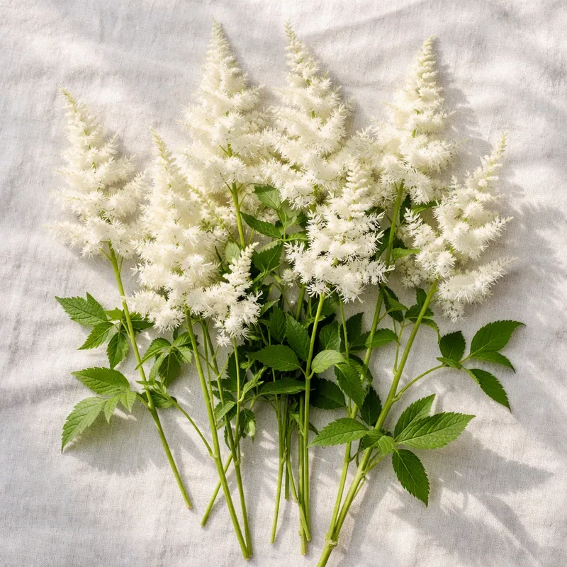 Astilbe - vit - bild 4