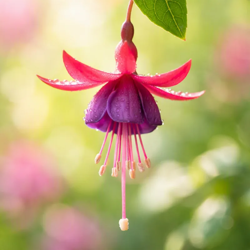 Fuchsia - röd