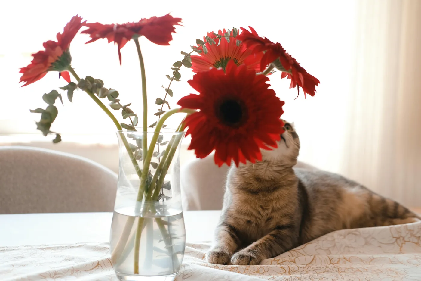 Giftiga blommor för hundar och katter