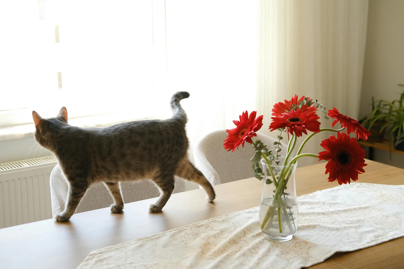 Giftiga blommor för hundar och katter - komplett guide