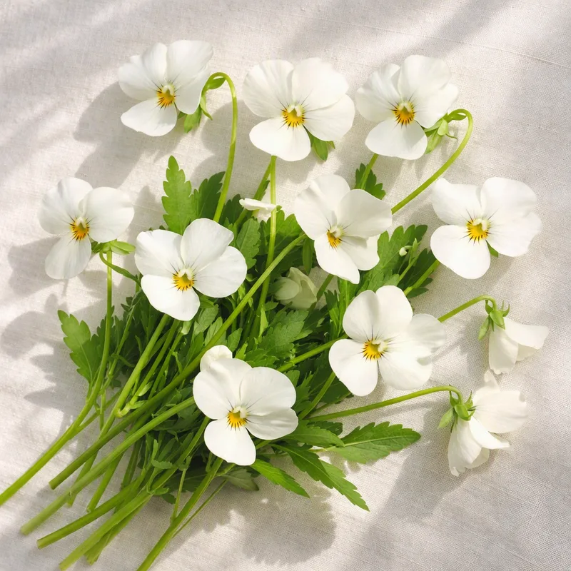 Viol - vit - bild 4